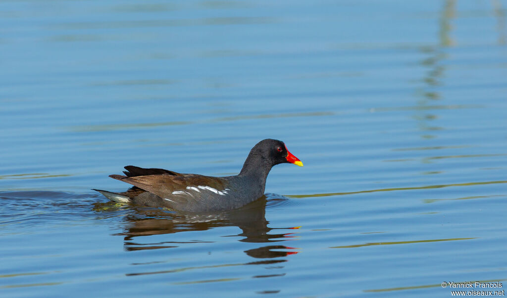 Gallinule poule-d'eauadulte, identification, composition, nage