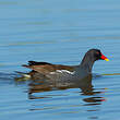 Gallinule poule-d'eau