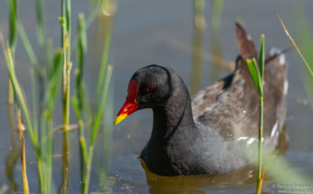 Gallinule poule-d'eauadulte, identification, composition