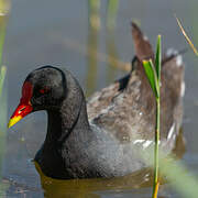 Common Moorhen