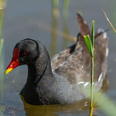 Gallinule poule-d'eau