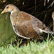 Gallinule poule-d'eau