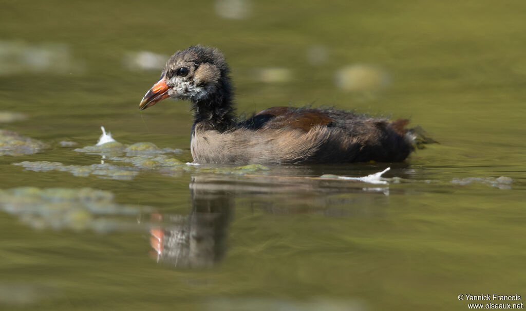 Gallinule poule-d'eaujuvénile, identification, composition