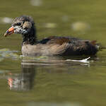 Gallinule poule-d'eau
