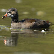 Gallinule poule-d'eau