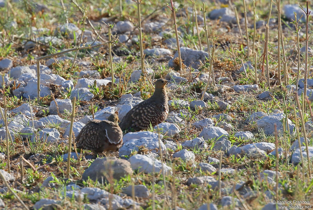 Namaqua Sandgrouseadult breeding, habitat, aspect