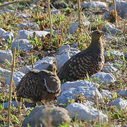 Namaqua Sandgrouse