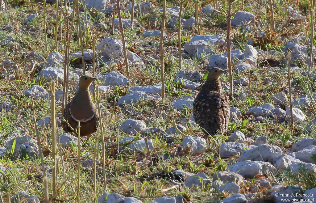 Namaqua Sandgrouseadult breeding, habitat, aspect