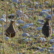 Namaqua Sandgrouse