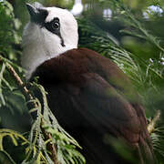 Sumatran Laughingthrush