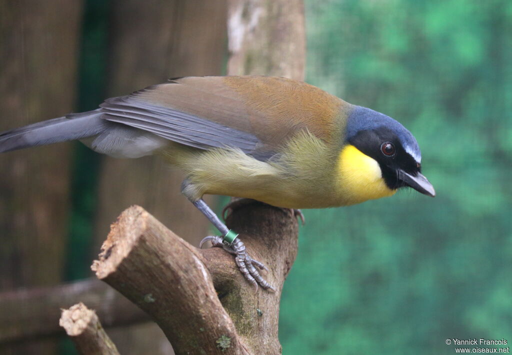 Blue-crowned Laughingthrushadult, identification, aspect