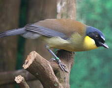 Blue-crowned Laughingthrush