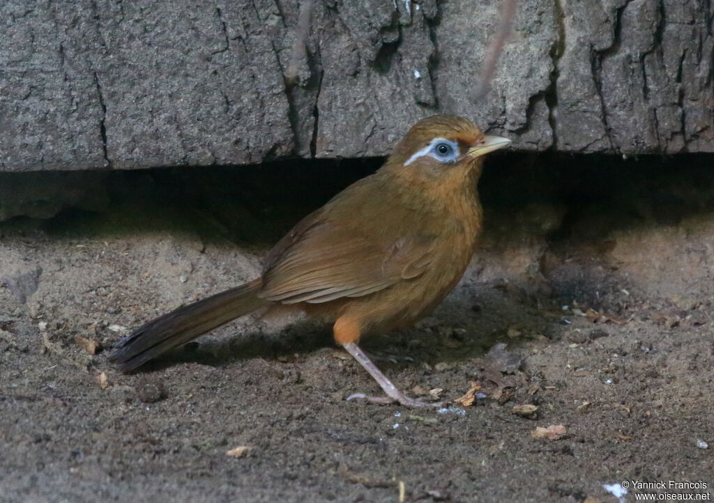 Chinese Hwameiadult, identification, aspect