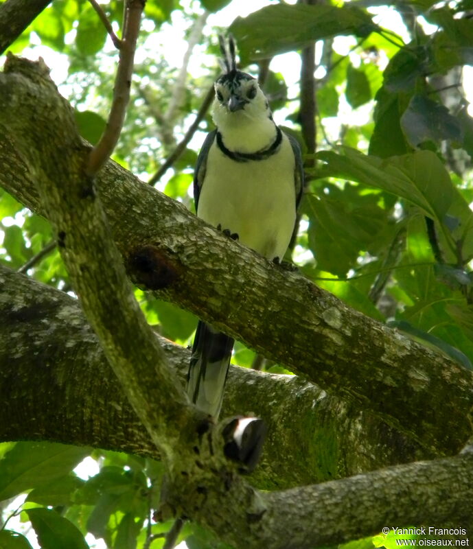 White-throated Magpie-Jayadult, habitat, aspect