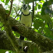 White-throated Magpie-Jay