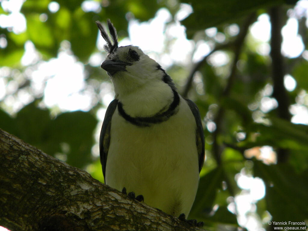 White-throated Magpie-Jayadult, identification, aspect