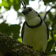 White-throated Magpie-Jay