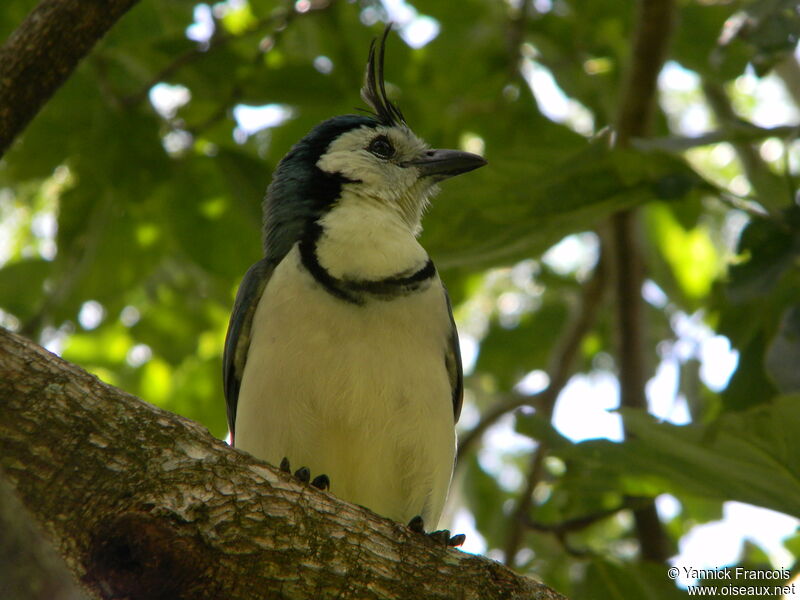 White-throated Magpie-Jayadult, identification, aspect