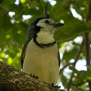 White-throated Magpie-Jay