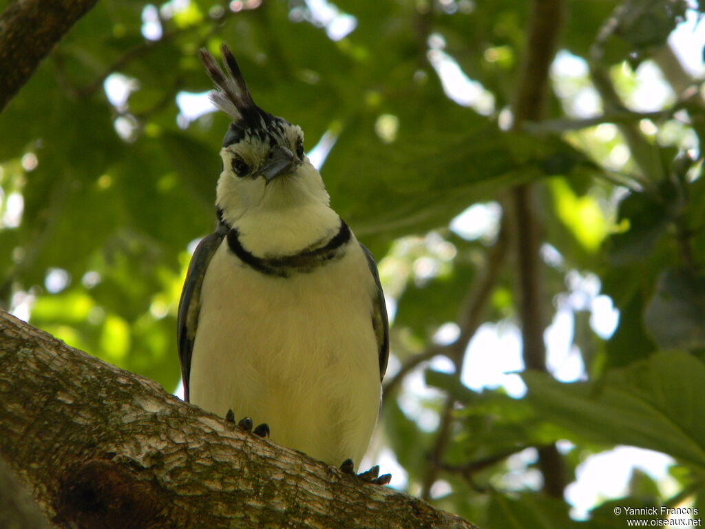 White-throated Magpie-Jayadult, identification, aspect