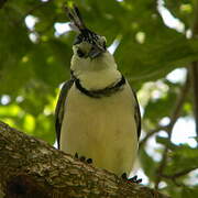 White-throated Magpie-Jay