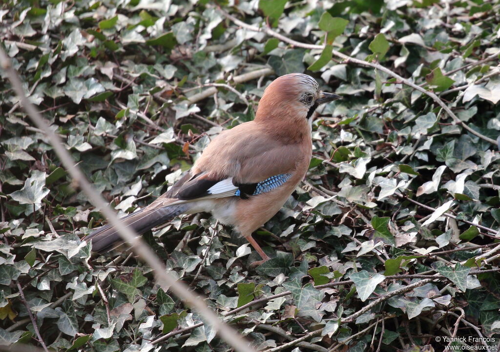 Eurasian Jayadult, identification, aspect, walking