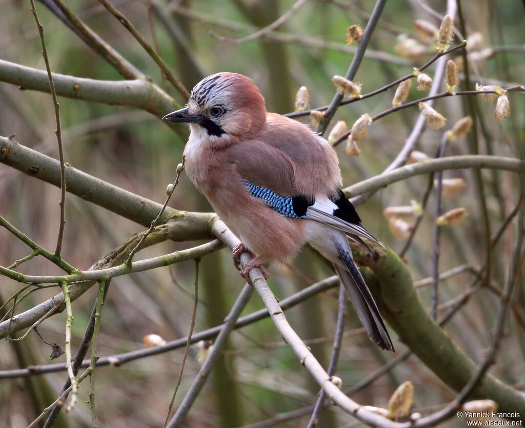 Eurasian Jayadult, identification, aspect