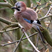 Eurasian Jay