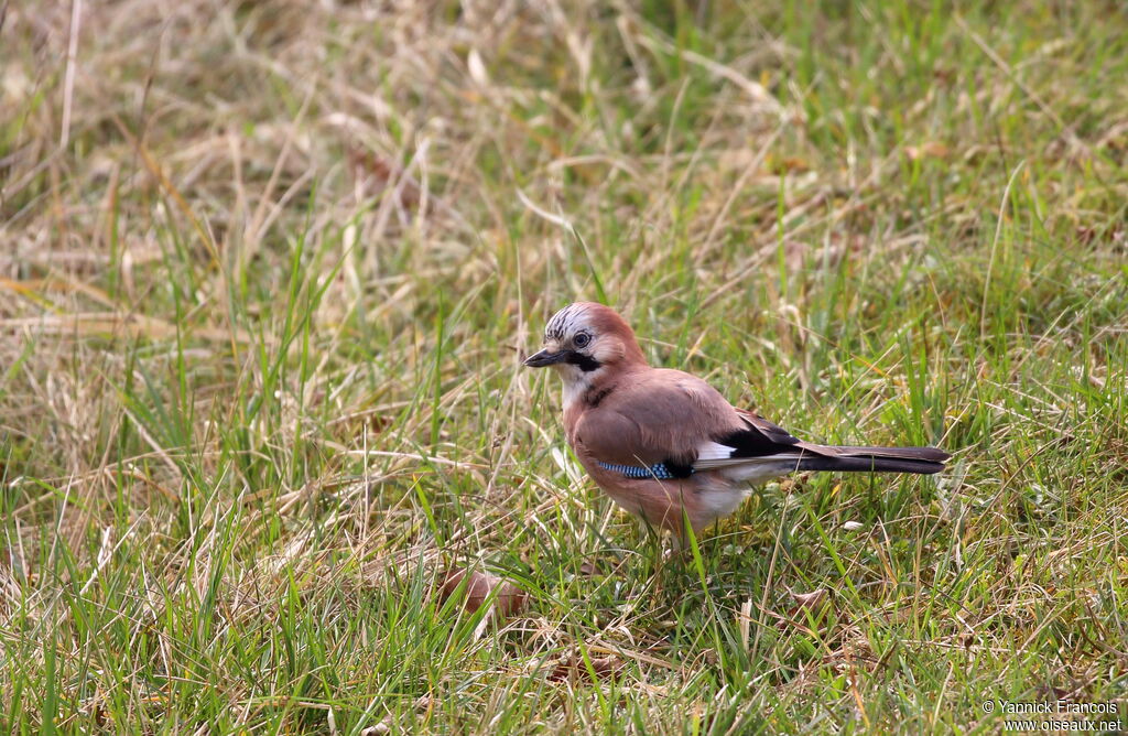 Geai des chênesadulte, identification, composition, marche