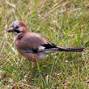 Eurasian Jay