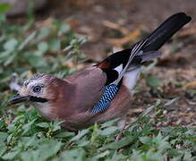 Eurasian Jay