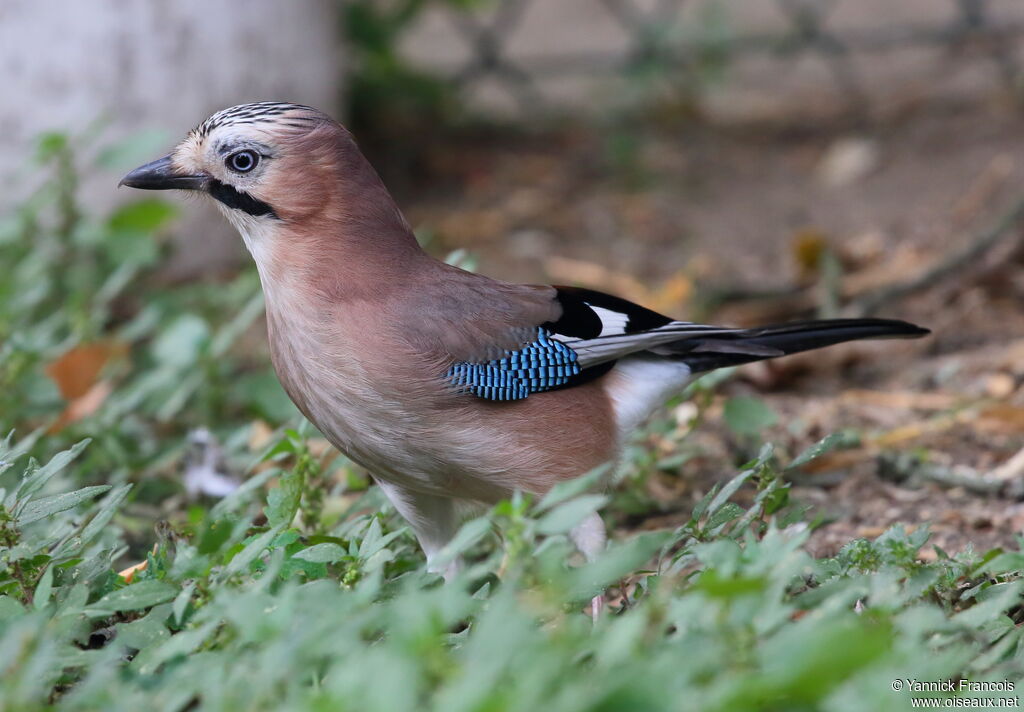 Eurasian Jayadult, identification, aspect