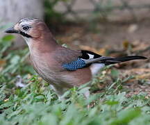 Eurasian Jay