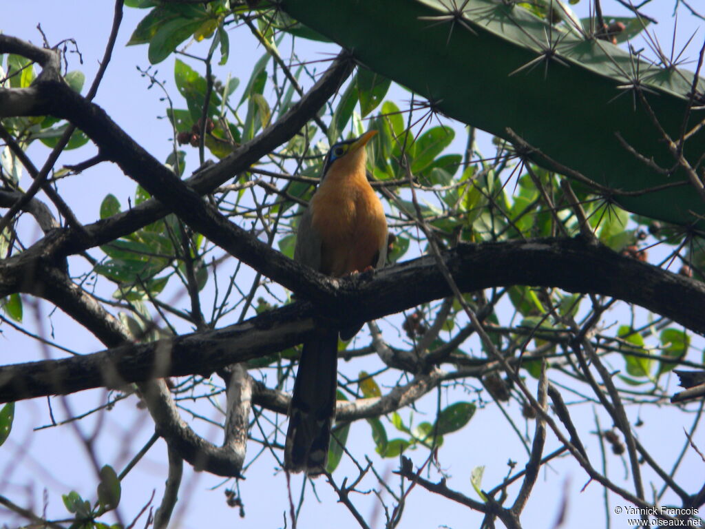 Lesser Ground Cuckooadult, habitat, aspect