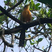 Lesser Ground Cuckoo