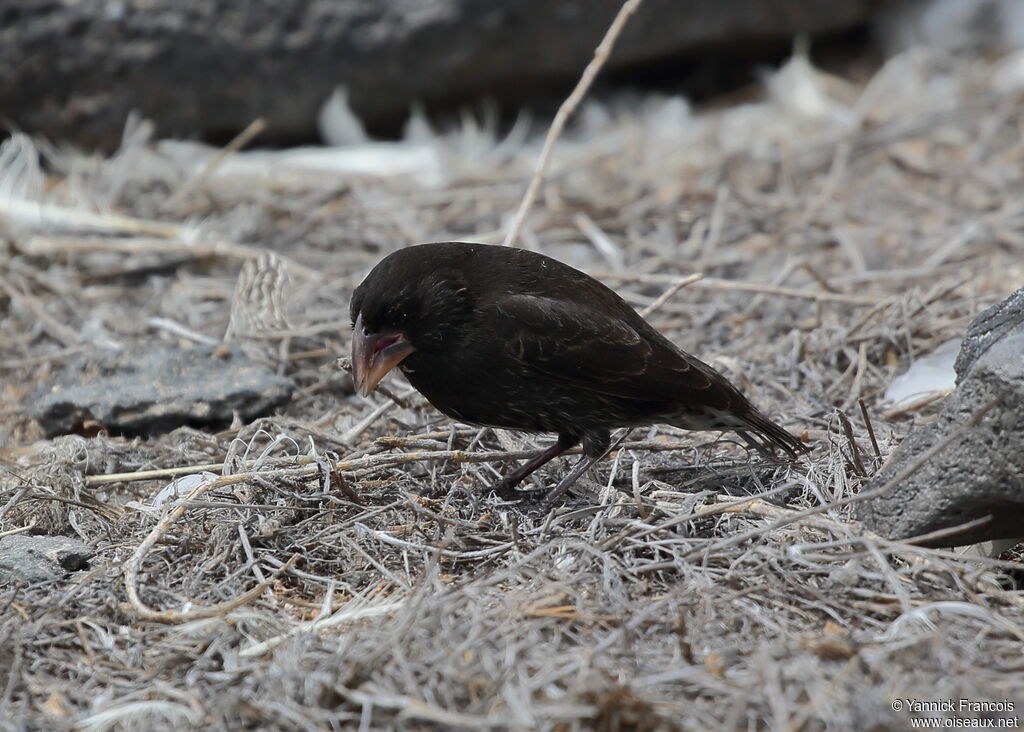 Espanola Cactus Finch male adult, identification, aspect, eats