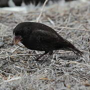 Espanola Cactus Finch