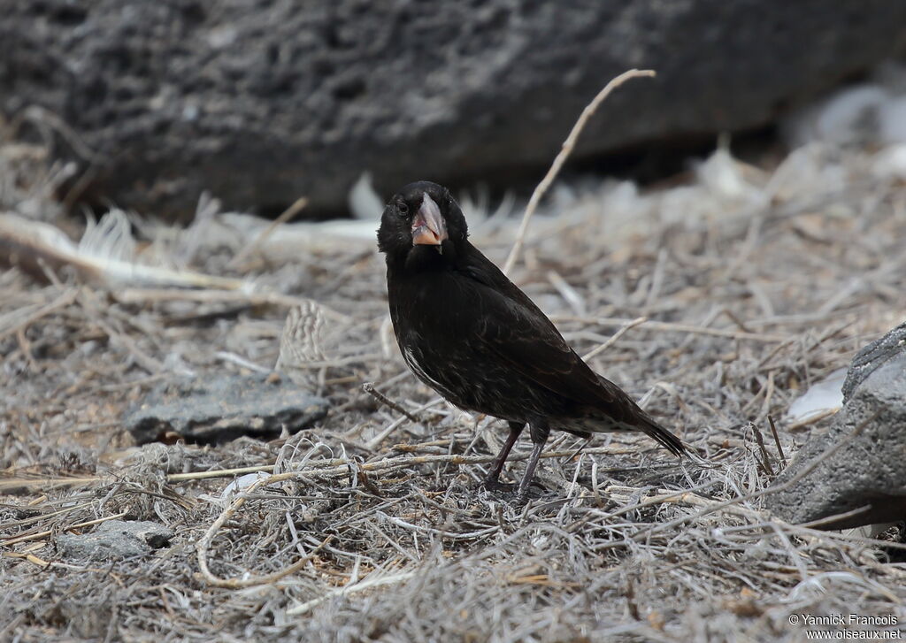 Espanola Cactus Finch male adult, identification, aspect