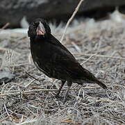 Espanola Cactus Finch