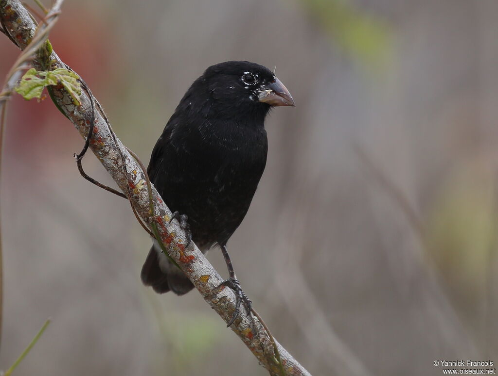 Medium Ground Finch male adult, identification, aspect