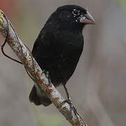 Medium Ground Finch