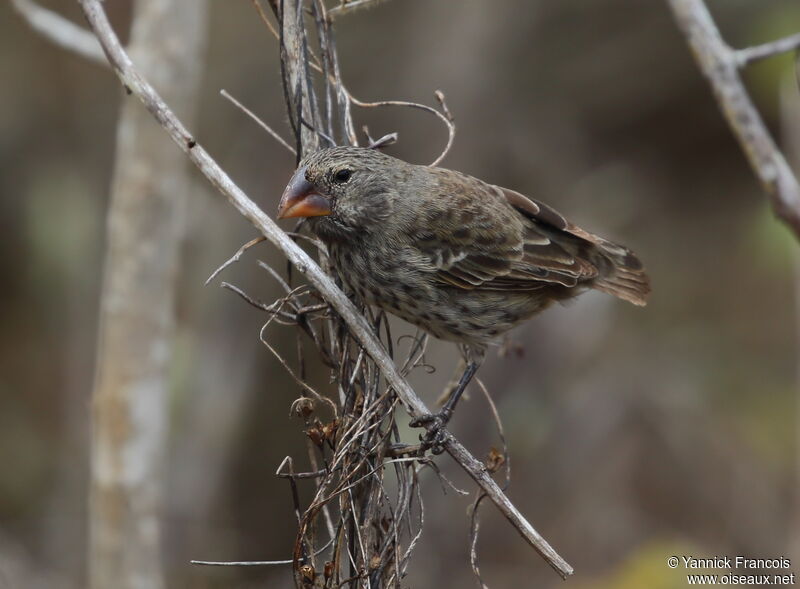 Medium Ground Finch female adult, identification, aspect