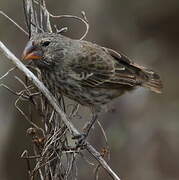 Medium Ground Finch