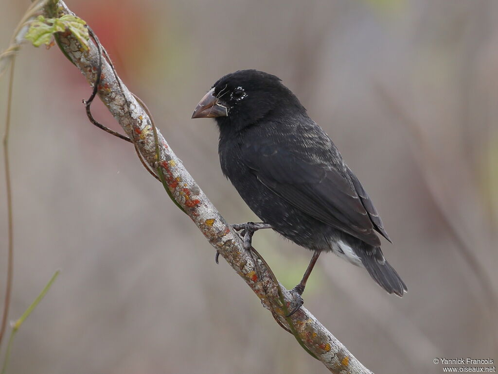 Medium Ground Finch male adult, identification, aspect