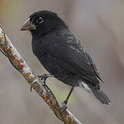 Medium Ground Finch