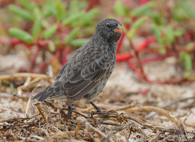 Medium Ground Finch female adult, habitat, aspect