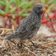 Medium Ground Finch