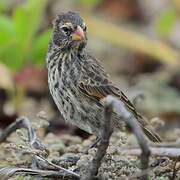 Medium Ground Finch