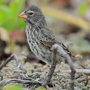 Medium Ground Finch