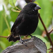 Medium Ground Finch